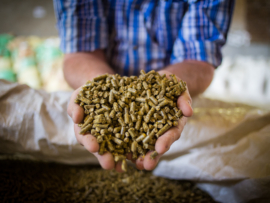 Close up image of hands holding animal feed at a stock yard