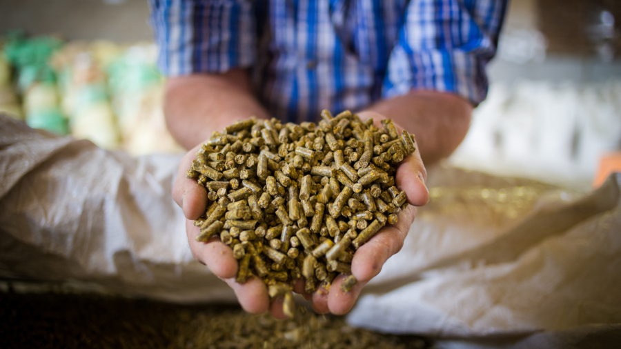 Close up image of hands holding animal feed at a stock yard