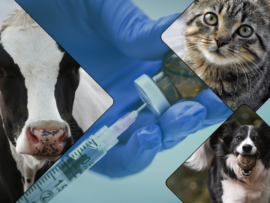 produtos veterinários